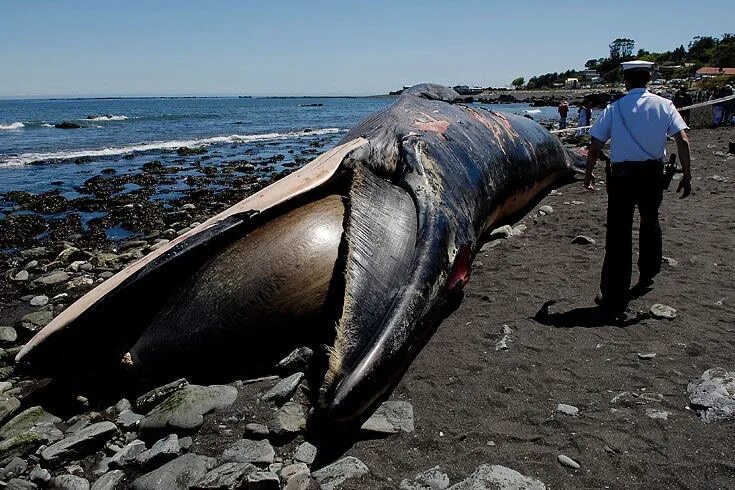 Почему киты выбрасываются на берег. Киты выбрасываются на берег.