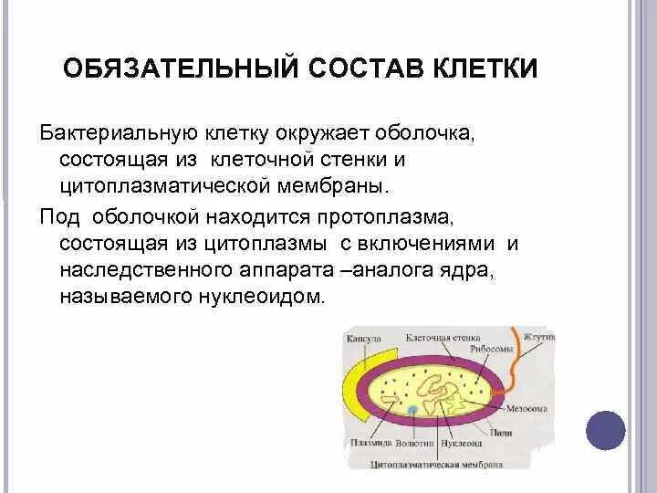 Генетический аппарат клетки окружен мембраной. Укажите состав генетического аппарата бактериальной клетки. Наследственный аппарат клетки расположен в. Генетический аппарат бактериальной клетки.