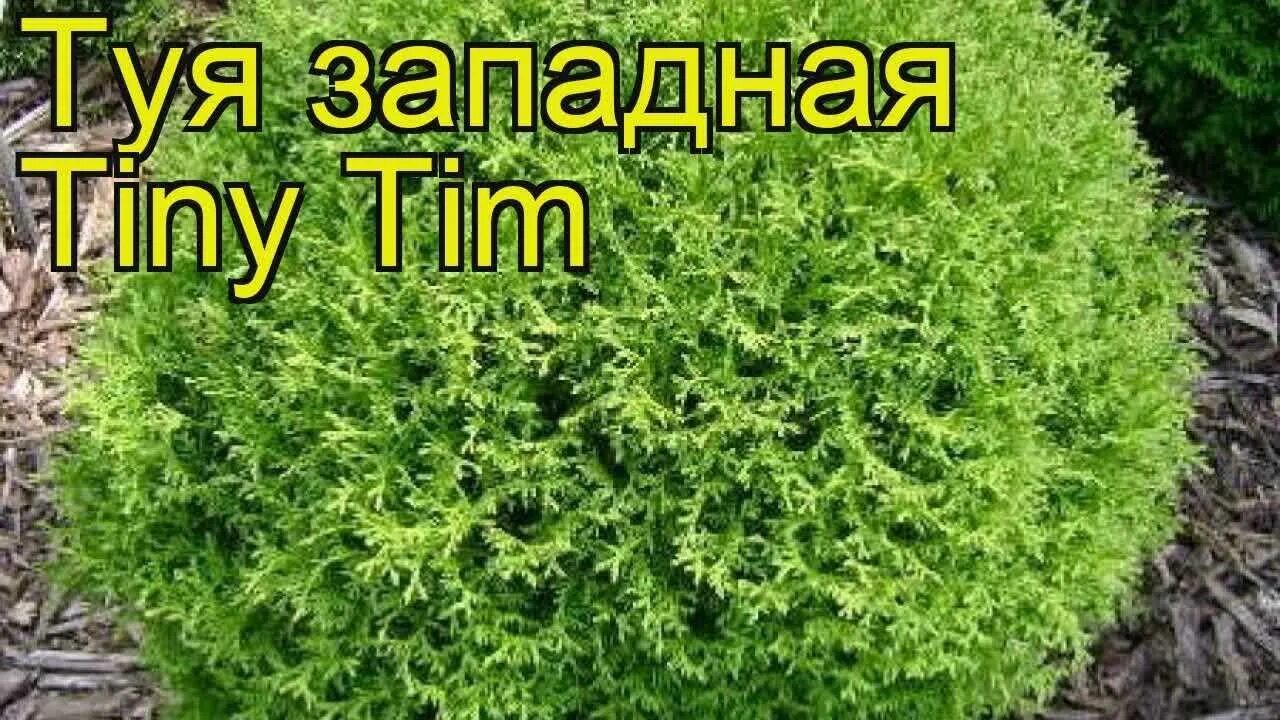 Тини тим описание. Туя Западная tiny tim. Туя Западная "тими тим"(Thuja occidentalis "tiny tim"). Туя Хозери. Шаровидная туч тенитим.