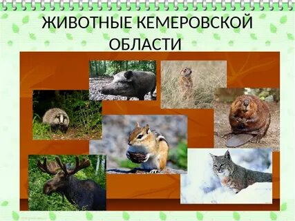 Кемеровская область животный мир