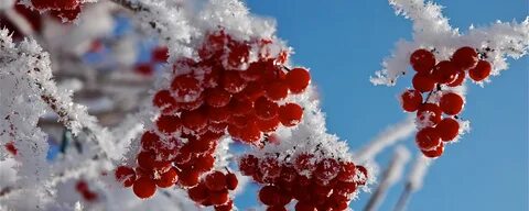 Замерзла вишня на ветру