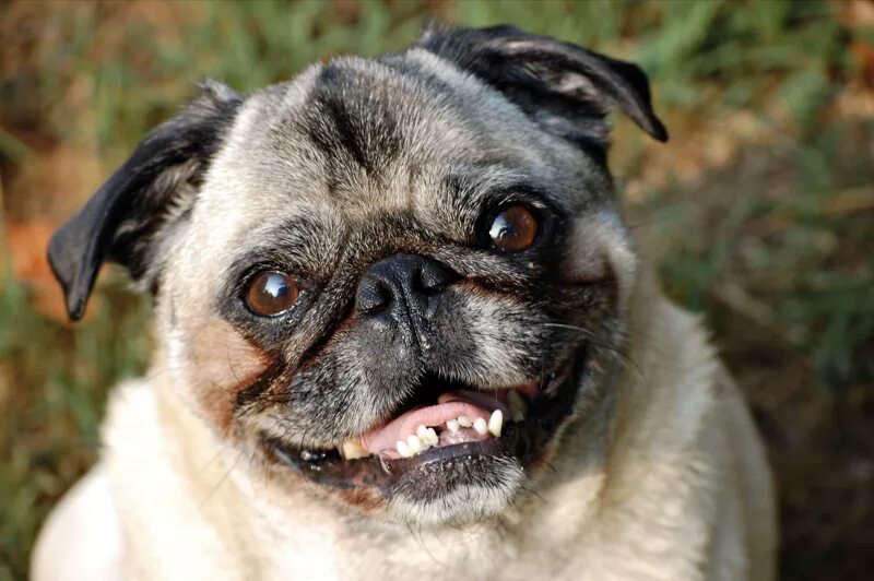 Зубы мопса. Зубы мопса. Зубы мопса. Шарпейный мопс. Зубы мопса.
