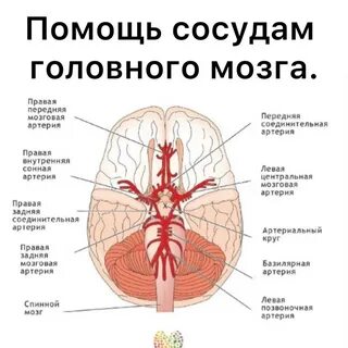 Черепные артерии