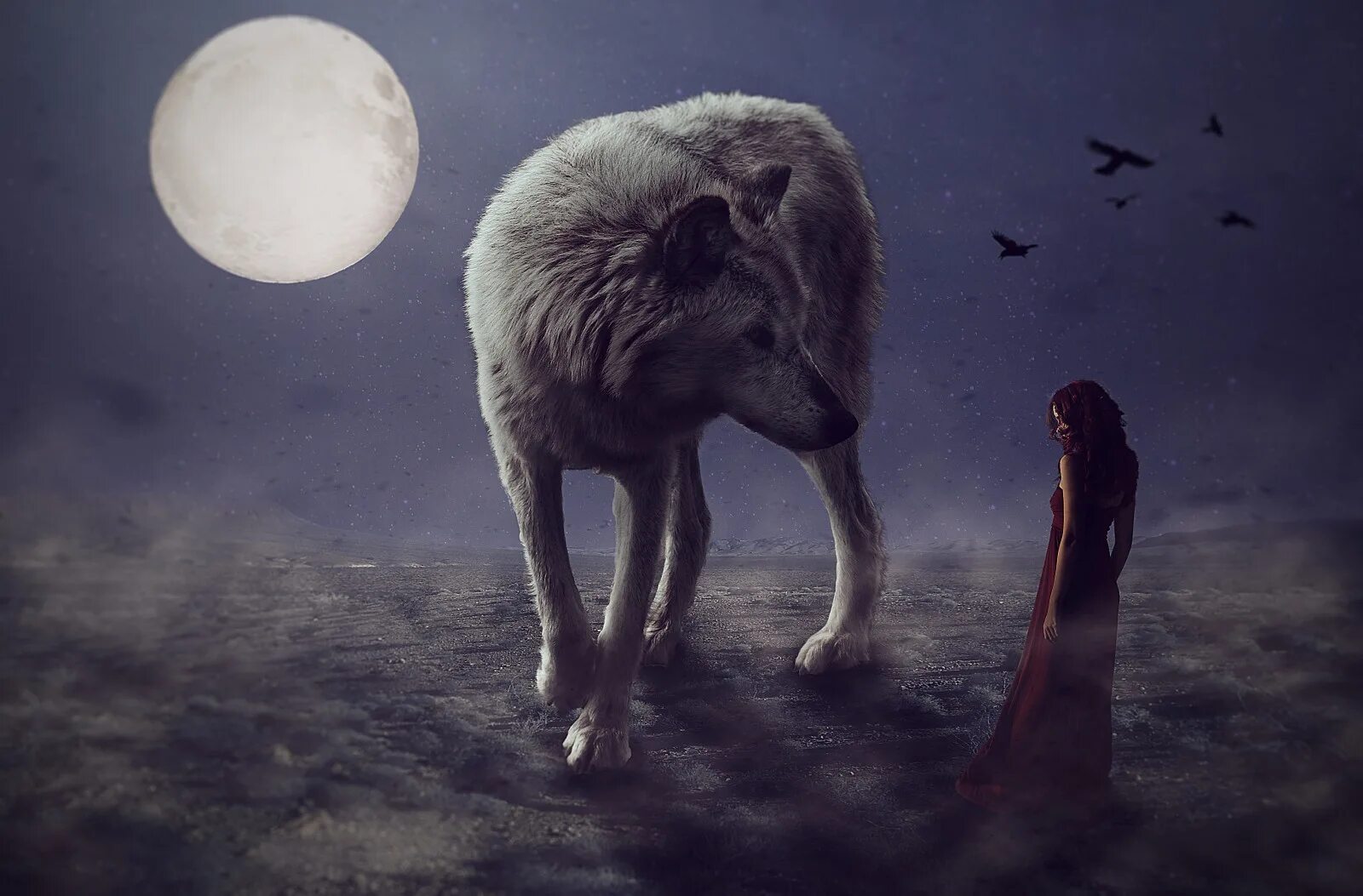 Одинокая волчица ночью. Волк и Луна. Лунные волки. Одинокий волк. Одинокие волки.