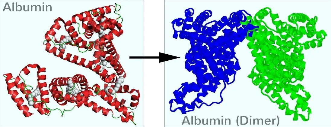 Пониженные глобулины в крови. Структура белка альбумин глобулин. Белок альбумин рисунок. Альбумин молекула. Альбумины и глобулины строение.