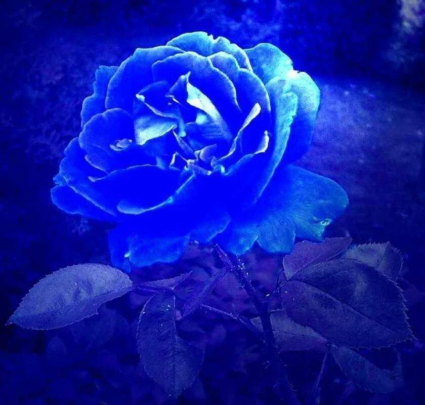 я искал не нашел синих роз. голубая перинея роза. красивые цитаты о синем цвете. стих про синие розы. стихи про цветы.