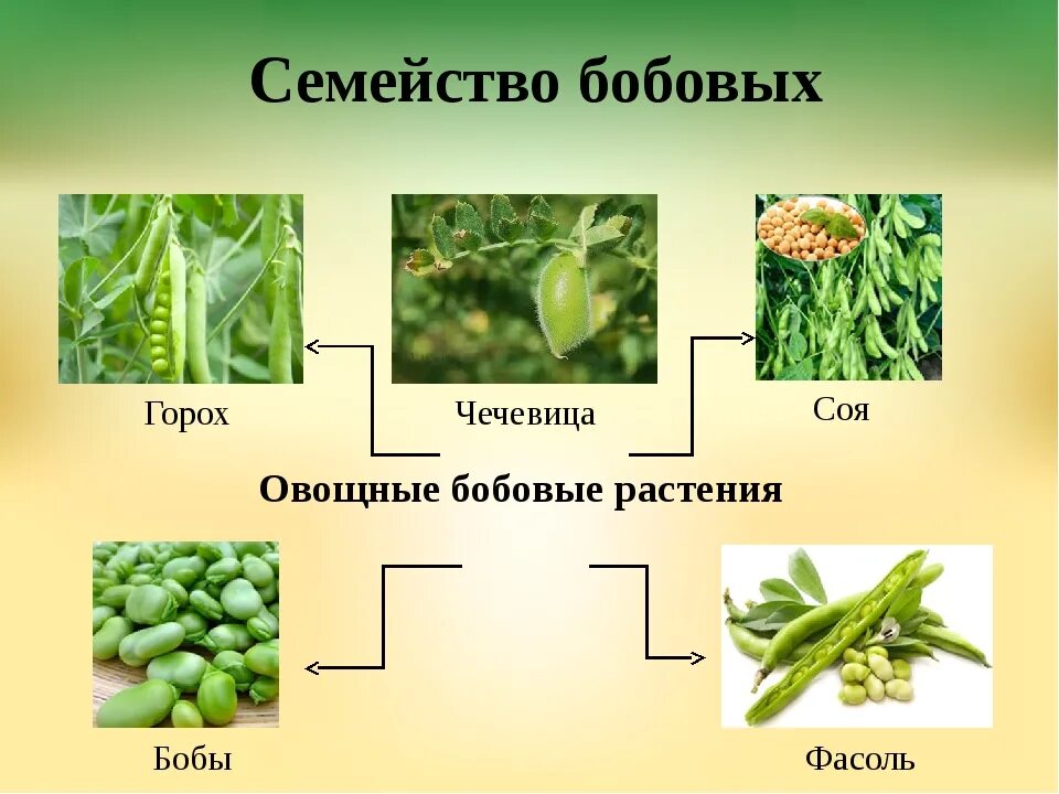 Двудольные растения семейства бобовые. Класс двудольные семейство бобовые представители. Семейство двудольных бобовые горох. Бобовые культурные растения. Горох какая группа