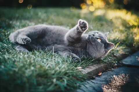 Мир животных кошки