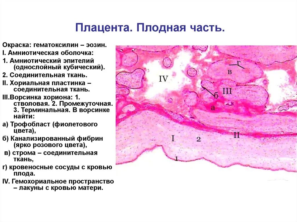 Как выглядит хориальная ткань ИРКУТСКИЙ ГОСУДАРСТВЕННЫЙ МЕДИЦИНСКИЙ УНИВЕРСИТЕТ КАФЕДРА ГИСТОЛОГИИИ презента