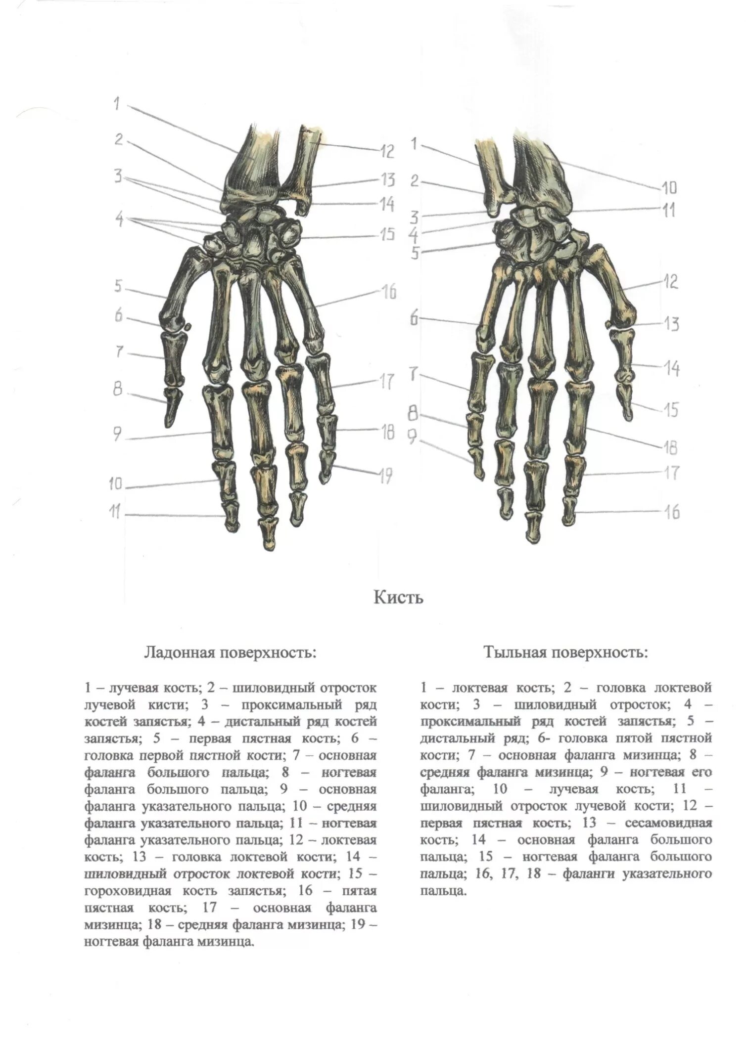 Кости кисти Лодочная поверхность. Скелет кисти ладонная поверхность. Анатомия ладонной поверхности кисти. Кости запястья ладонная поверхность. Поверхность запястья