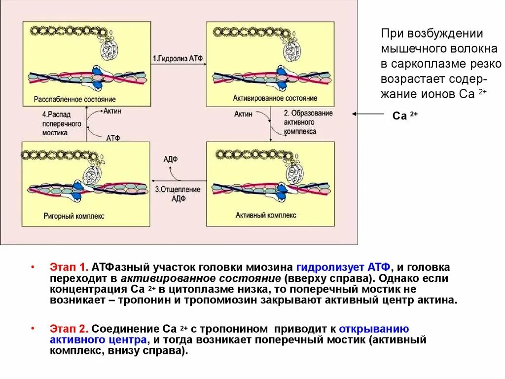 Последовательность мышечных элементов. Механизм актина и миозина. Механизм сокращения мышц физиология. Активация мышц актин миозиновые волокна. Актин миозин АТФ.