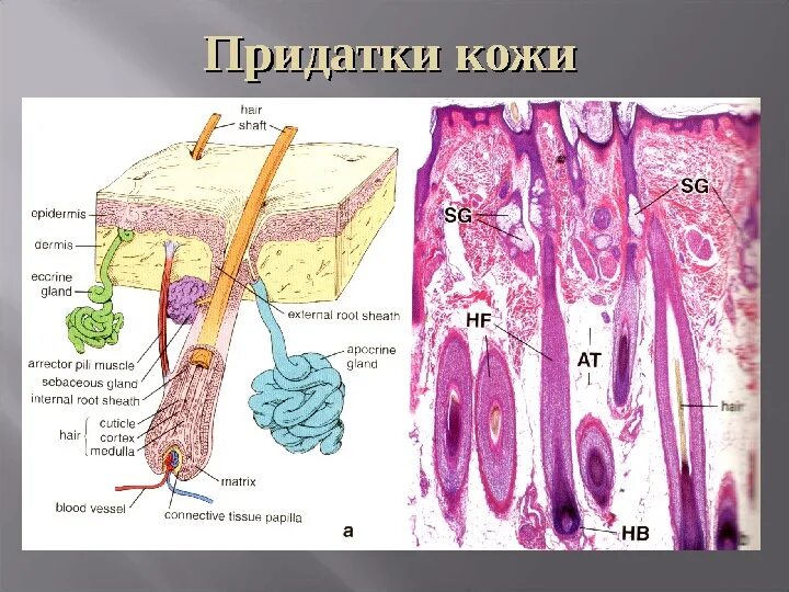 4 функция сальных желез. Строение придатков кожи. Придатки кожи анатомия. Придатки кожи производные эпидермиса. Апокриновые потовые железы гистология.