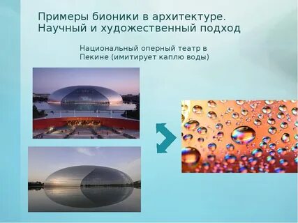 Примеры бионики в жизни человека