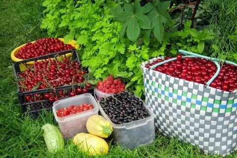 Собираем ягоды и продаем