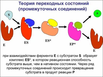 Ферменты биохимия