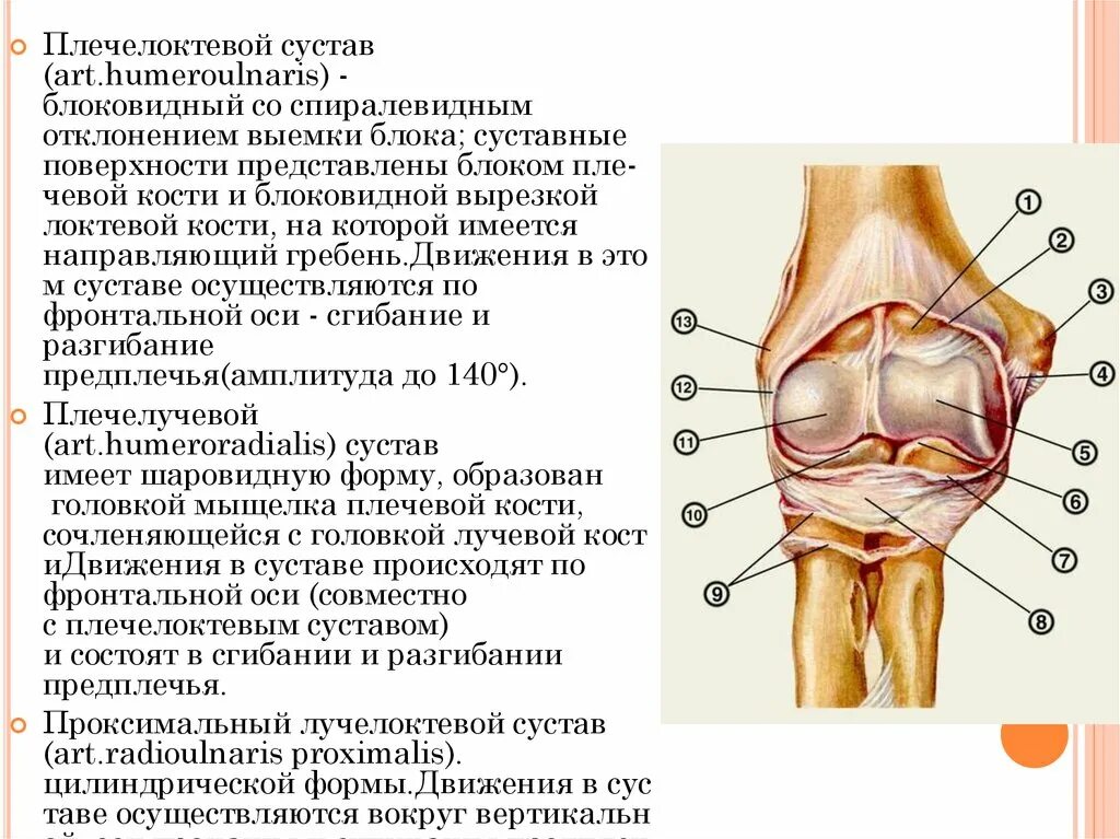 Суставные поверхности плечелоктевого сустава. Дистальный лучелоктевой сустав анатомия. Recessus sacciformis локтевого сустава. Проксимальный лучелоктевой сустав строение. Локтевого мыщелка