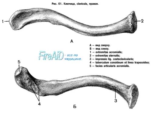 Ключица у человека анатомия строение и функции. Строение ключичной кости. Левая и правая ключица. Ключицы анатомия нижняя поверхность. Внешнее строение ключицы.
