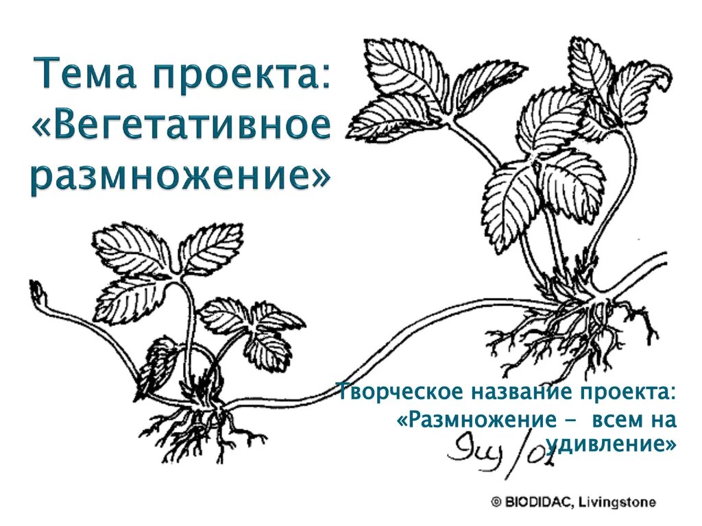 Вегетативное размножение растений. Вегетативное размножение комнатных растений. Практическая работа вегетативное размножение комнатных растений. Лабораторная работа вегетативное размножение комнатных растений. Биология 6 класс вегетативное размножение растений лабораторная