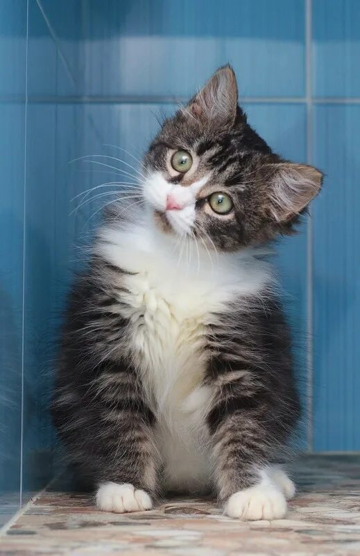 хочу кошечку. рыжий и серый коты вместе. хочу кошечку. хочу кошечку. рыжий котёнок.