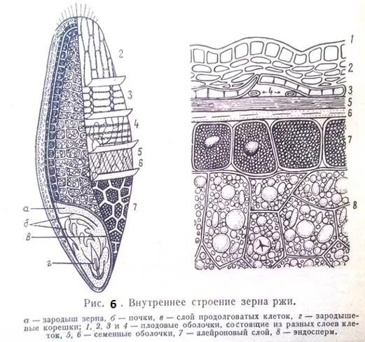 Строение зерна пшеницы зерновки. Анатомическое строение зерновки пшеницы. Анатомическое строение зерновки ржи. Строение зерна ржи.