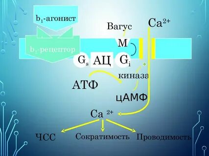 Антагонист магния