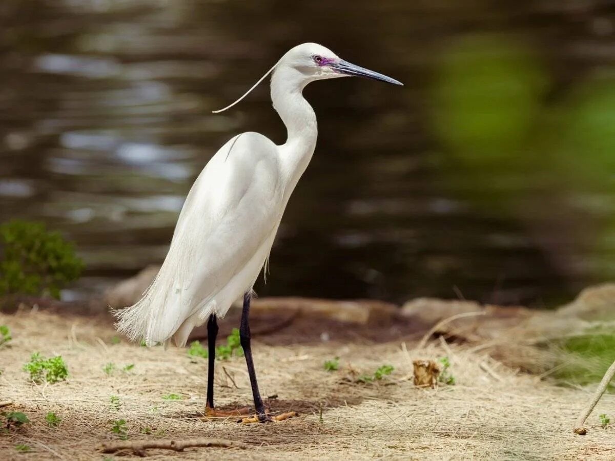 серая цапля перелетная птица. картинка цапля. картинка цапля. мадагаскарская прудовая цапля. картинка цапля.