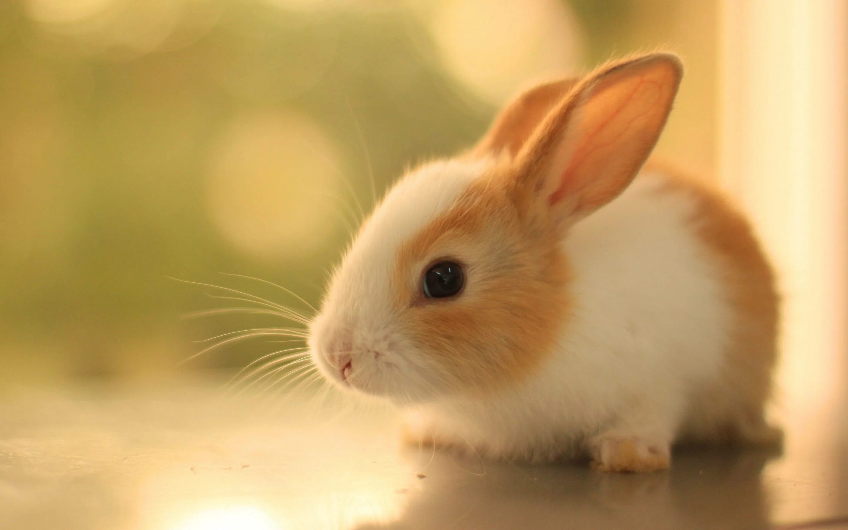 Заяц маленький. Крольчонок. Bunny wallpapers. Бунни рэббит. Красивый зайчик.