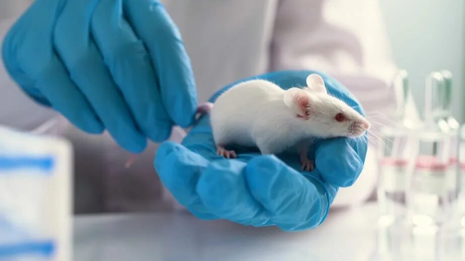 Тестирование грызунов. Картинки с крысками и мышками. Lab rat Test.