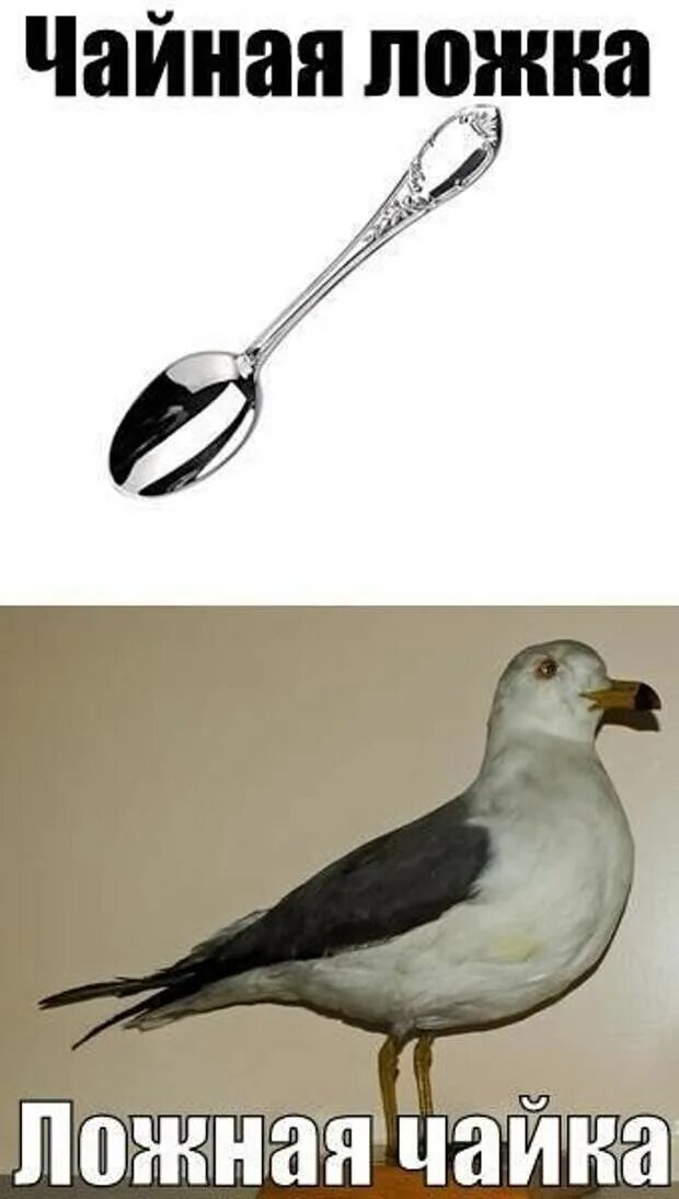 Чайка мемы. Заварить чайку. Чайку попьем. Хлебнуть чайку. Чайку попьем.