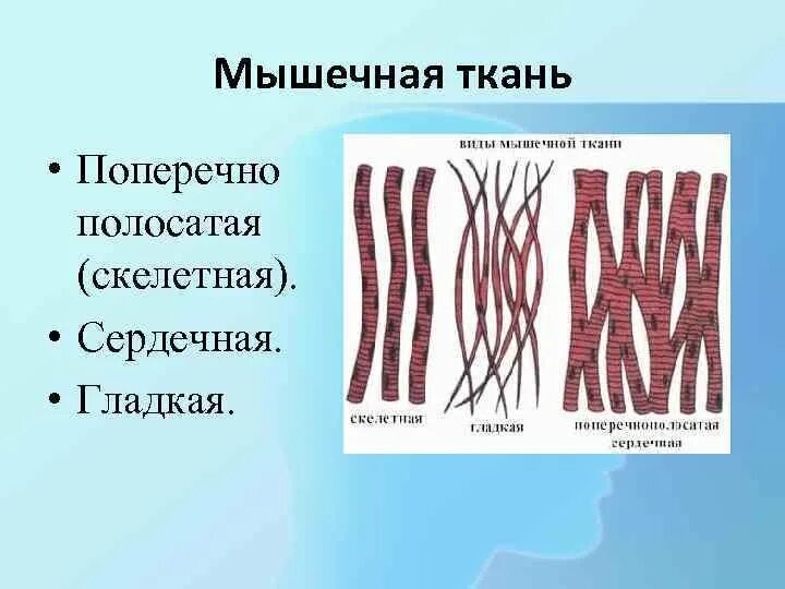 Изображение поперечно полосатой скелетной мышечной ткани. Скелетная поперечнополосатая мышечная ткангладкая. Поперечно полосатая мышечная ткань сердечная и Скелетная. Строение поперечно полосатой мышечной ткани человека. Функции поперечно полосатой сердечной мышечной ткани.