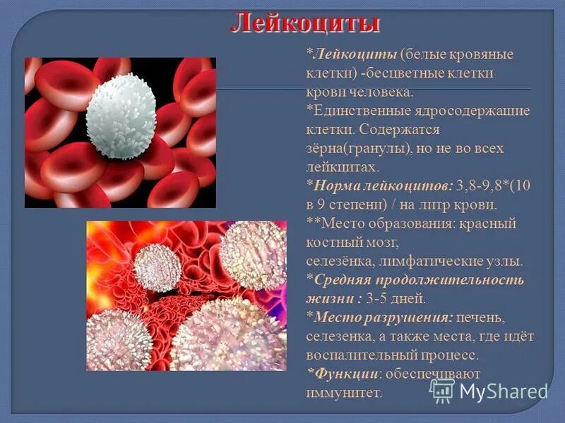 Клеточный сок растительной клетки. Где в клетке находится клеточный сок. Ядро клетки нуклеоплазма. Химическая характеристика воды в клетке. Целлюлоза содержится в.