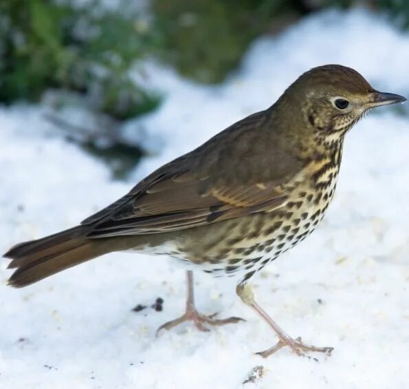 Дрозд голос. Thrush птица. Голос дрозда слушать. Певчий дрозд голос