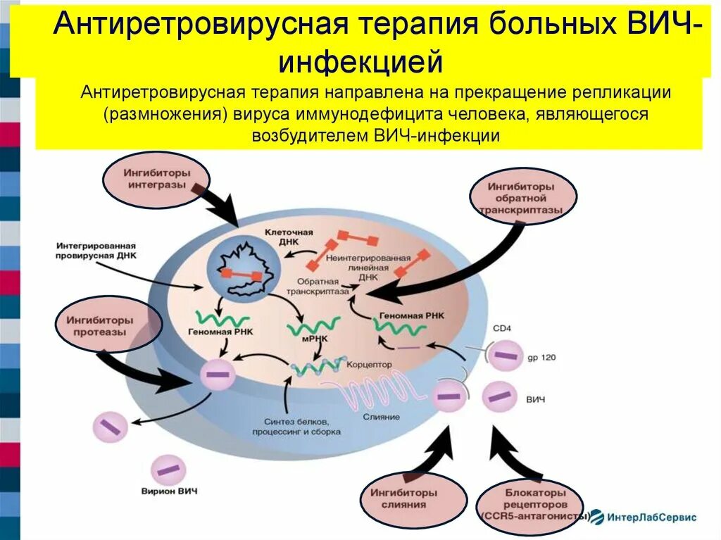 Схемы антиретровирусной терапии ВИЧ. Принципы антиретровирусной терапии ВИЧ-инфекции. Препарат антиретровирусной терапии ВИЧ-инфекции:. АРВ препараты при ВИЧ инфекции. Человек на терапии вич