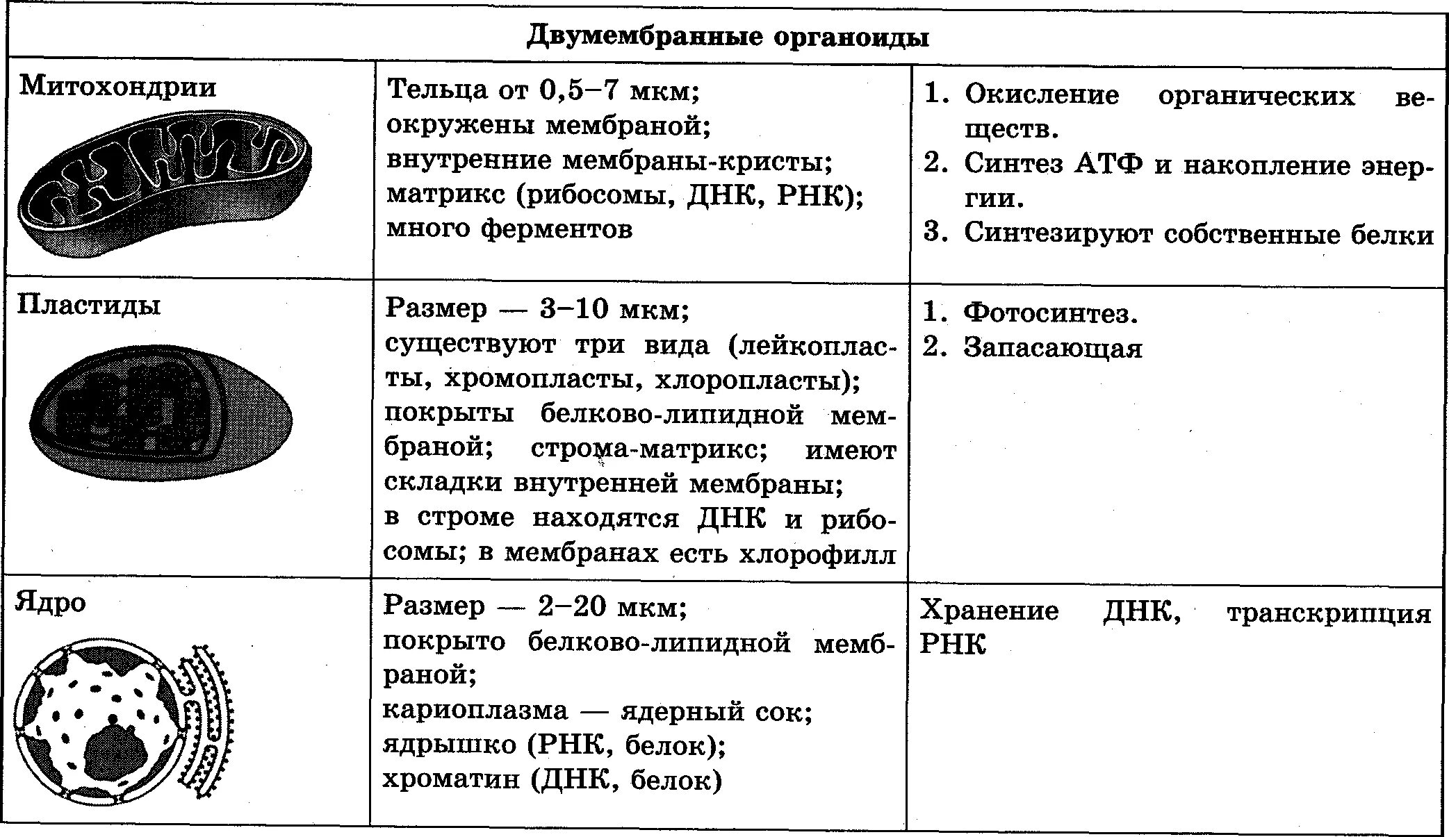 Двумембранные органоиды клетки таблица строение. Двумембранные органоиды клетки таблица строение функции. Строение двумембранных органоидов клетки. Строение клетки митохондрии пластиды органоиды движения таблица. Органоид клетки ядро функции