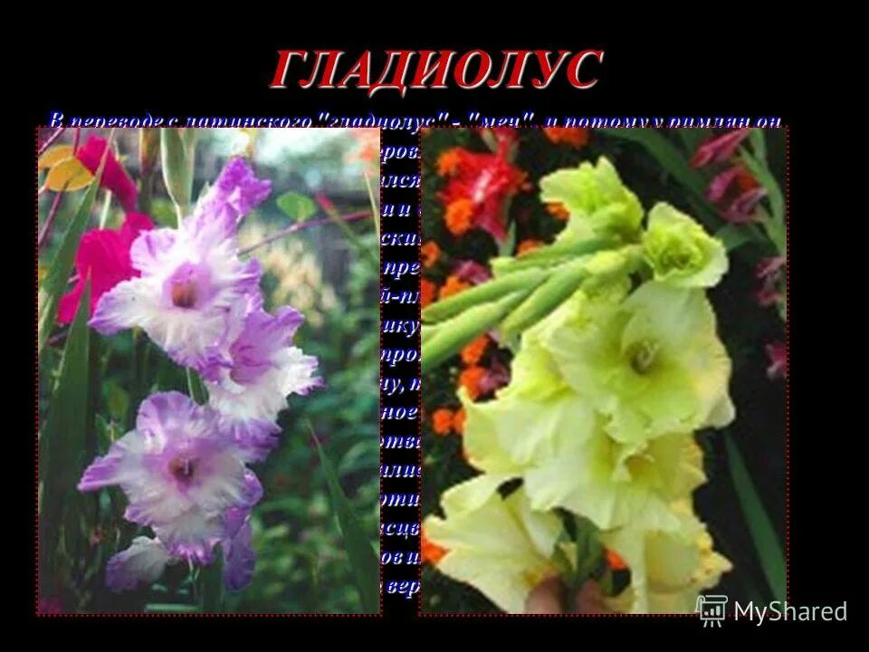 гладиолусы легенды и поверья для детей. гладиолус легенда о цветке 2 класс окружающий мир. гладиолусы презентация. поверье о гладиолусе. легенда о гладиолусе для детей.