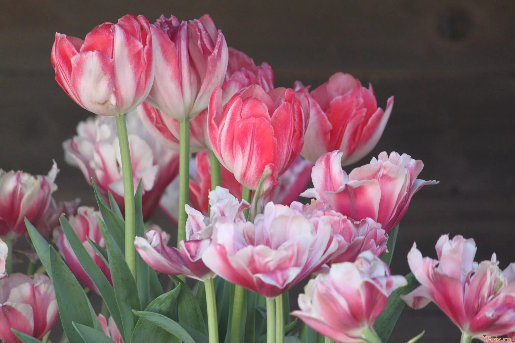 Тюльпан сильверстрим. Тюльпан голубой куат. Лучшие сорта тюльпанов серебристо голубых. Тюльпан blue heron фиолетовый. Тюльпаны махровые бахромчатые.