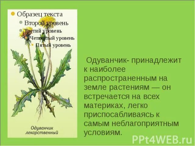 Растение для составления текста описания в научном. Одуванчик описание. растение для составления-описания в научном стиле. выберите растение для составления текста-описания.