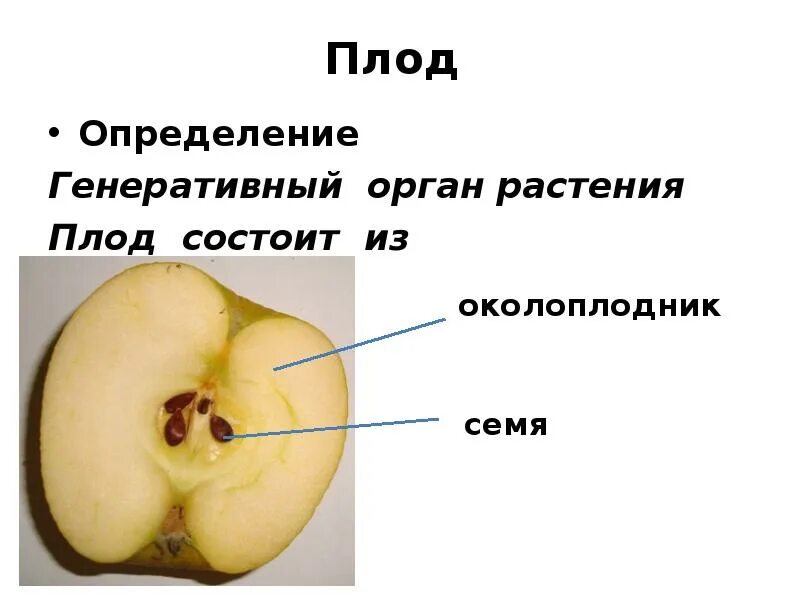 Цветок плод семя органы служащие для. Плод орган растения. Плод это генеративный орган. Плод генеративный орган растения он состоит из околоплодника и семян. Генеративные органы: цветок плод с семенами.