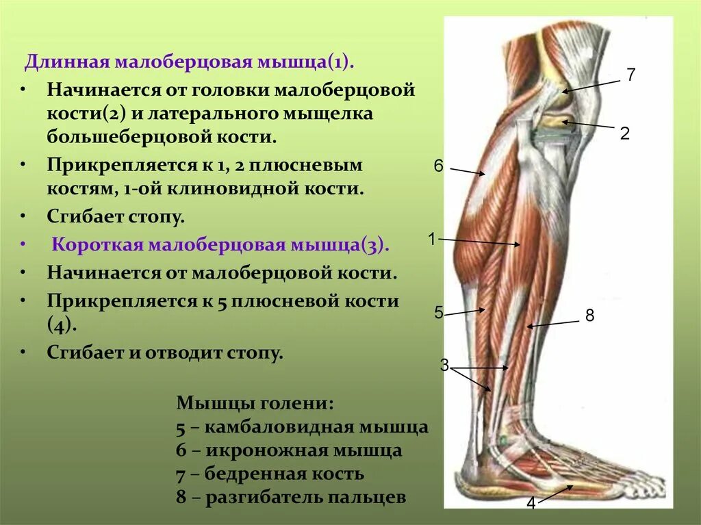 Верхний мышечно малоберцовый канал. Мышцы нижней конечности. Мышцы нижней конечности анатомия. Поверхностные мышцы нижней конечности.