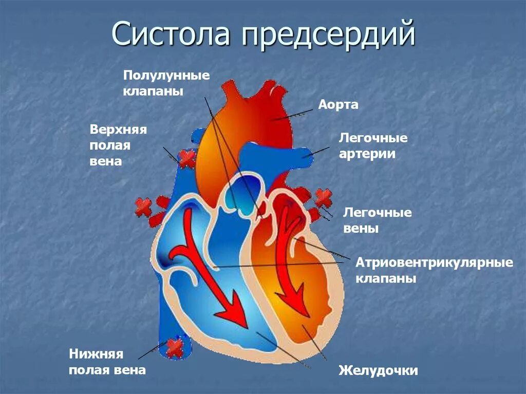 Клапаны сердца анатомия систола. Систола предсердий полулунный клапан. Строение сердца атриовентрикулярный клапан. Физиология сердца систола.