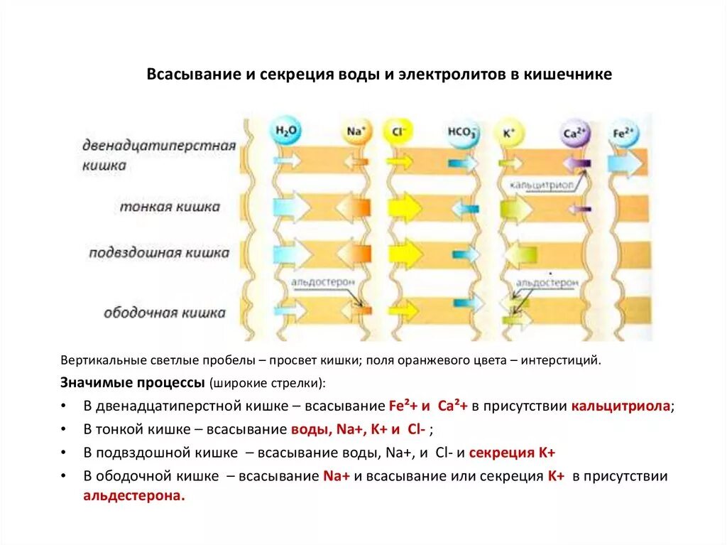 Всасывание воды и электролитов в тонкой кишке.. Механизм всасывания натрия и воды в кишечнике. В. механизмы всасывания воды и электролитов.. Всасывание воды и электролитов в тонком кишечнике.