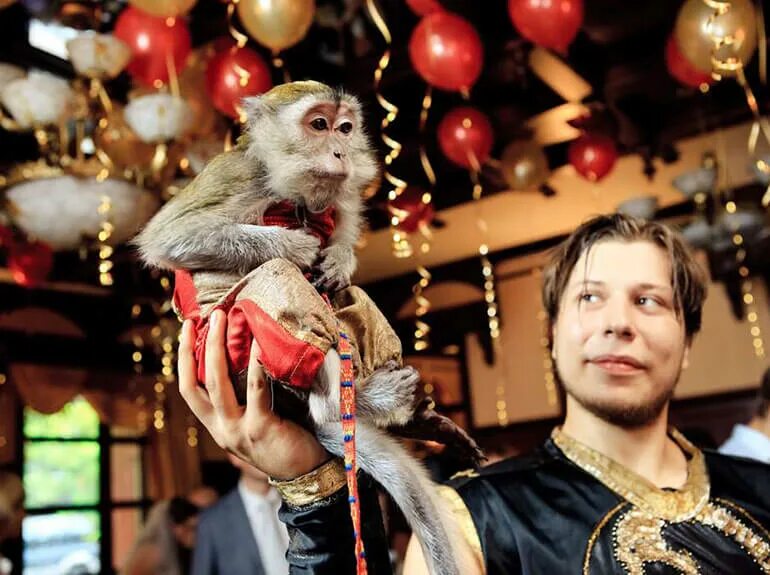 Много животных на одной картинке. Live show animals. Домашние животные в цирке. Жираф и тигр. Animals png.