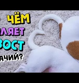 Почему собаки машут хвостом