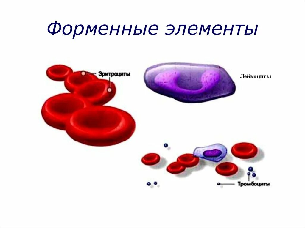 Кровь строение рисунок. Форменные элементы лейкоцитов. Лейкоциты рисунок строение. Элемент крови. Форменные элементы крови животных.