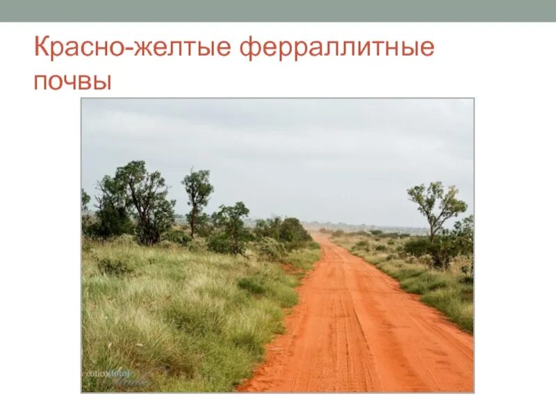 Красные ферраллитные почвы африки. Красные и красно желтые ферраллитные почвы. Характеристика красно желтых ферраллитных почв. Красноземы почвы характеристика. Красные ферраллитные почвы.