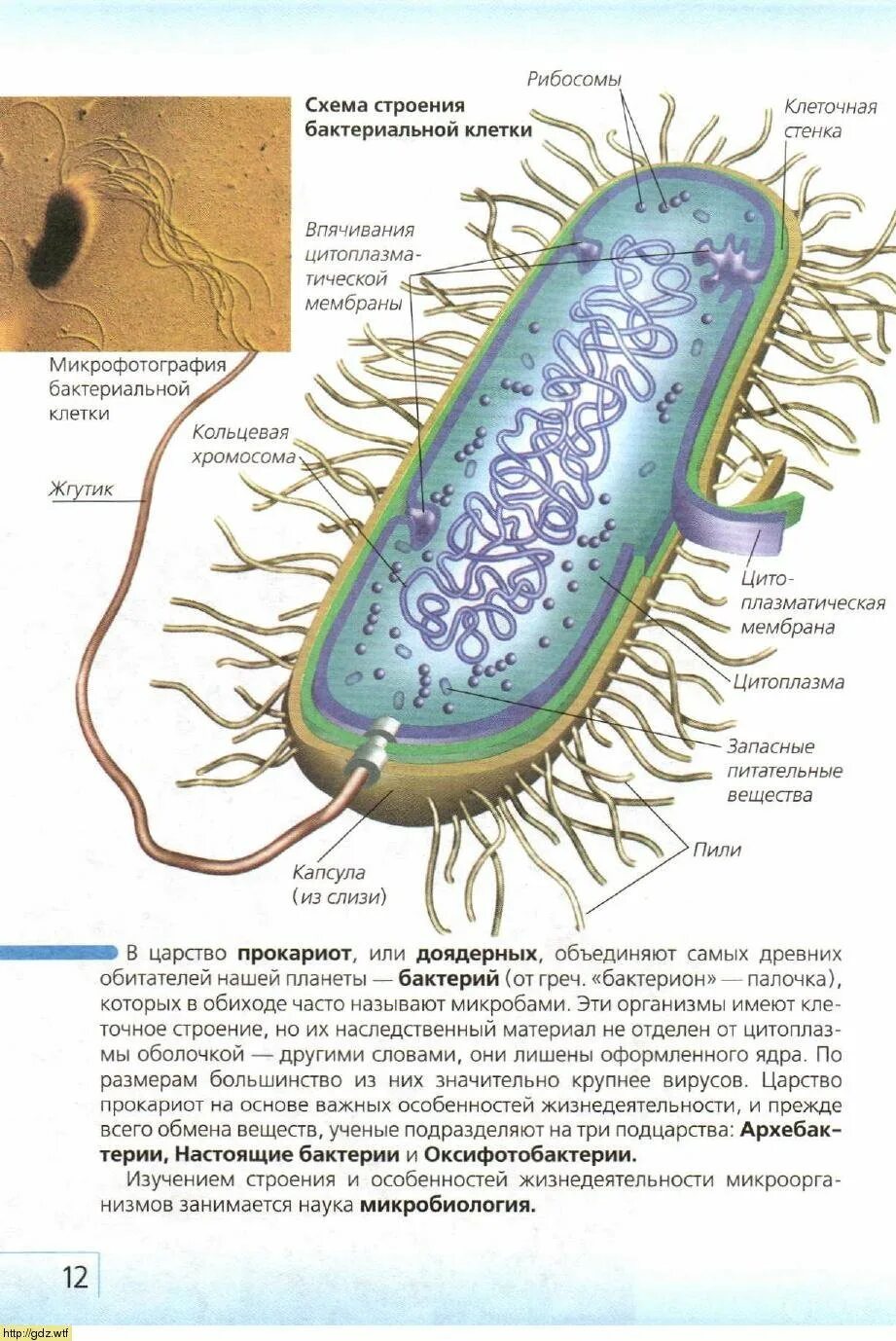 Строение бактериальной клетки прокариот. Строение бактериальной клетки. Особенности строения бактериальной клетки. Строение прокариот.