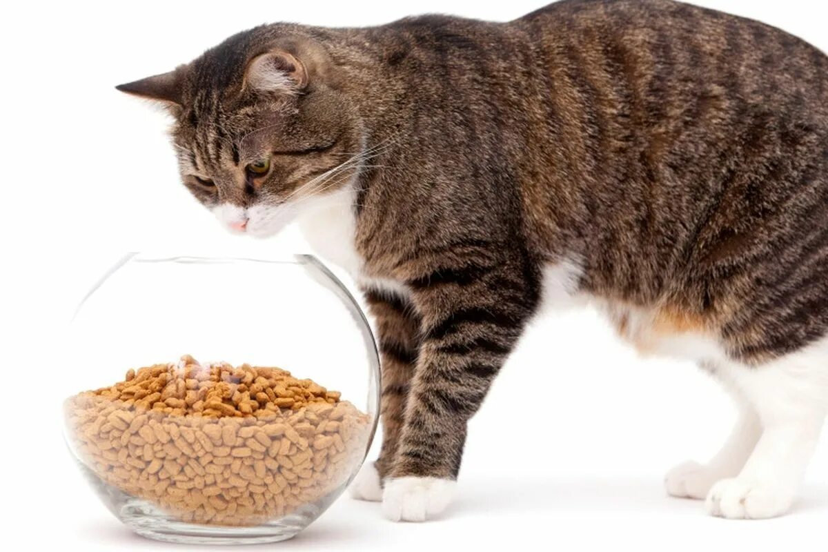 Питание кошек кормами. Корм для кошек. Кот питание. Кот и еда. Натуральная еда для кошек.