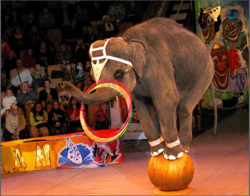 Слоны в цирке. Цирковые животные. Дикие животные в цирке. Дрессировщик слонов. Танец слоники