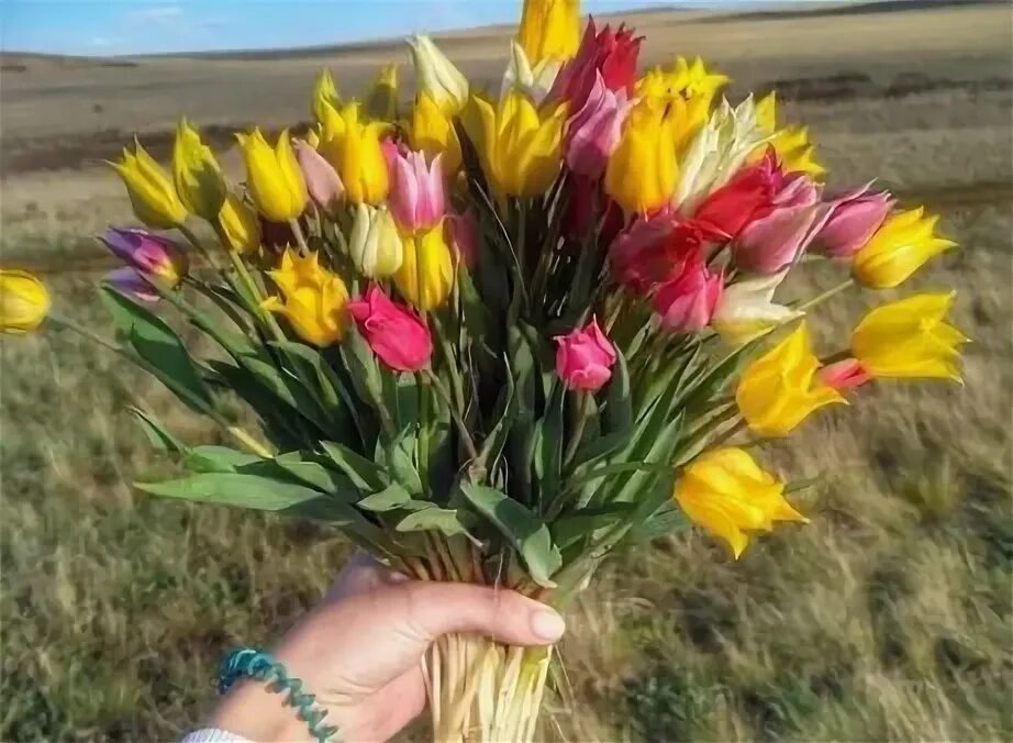 Тюльпаны орск. Дикие тюльпаны Казахстана. Степные тюльпаны. Тюльпаны в Оренбургской степи. Полевые тюльпаны.