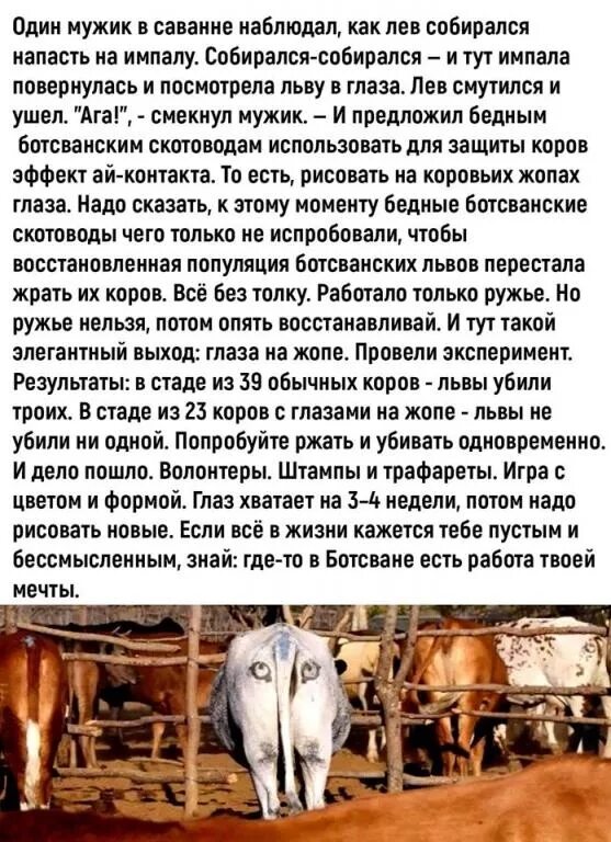 Опять возобновить